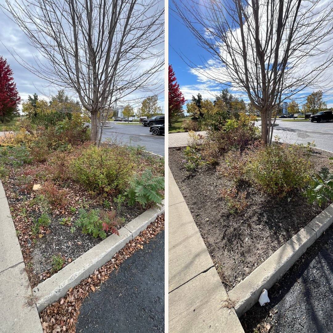 Completed a thorough fall cleanup at this commercial property, including full de-weeding, leaf removal, and pruning to get…