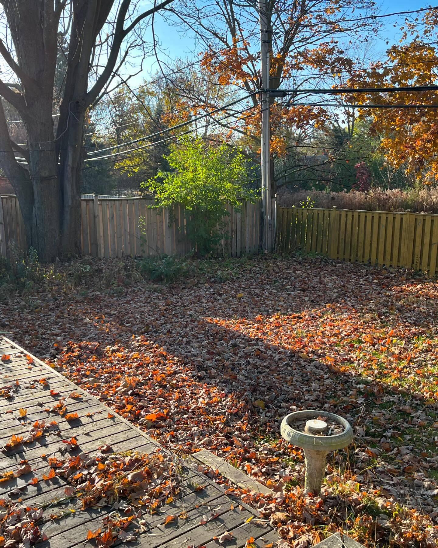 Now booking fall leaf clean ups!
