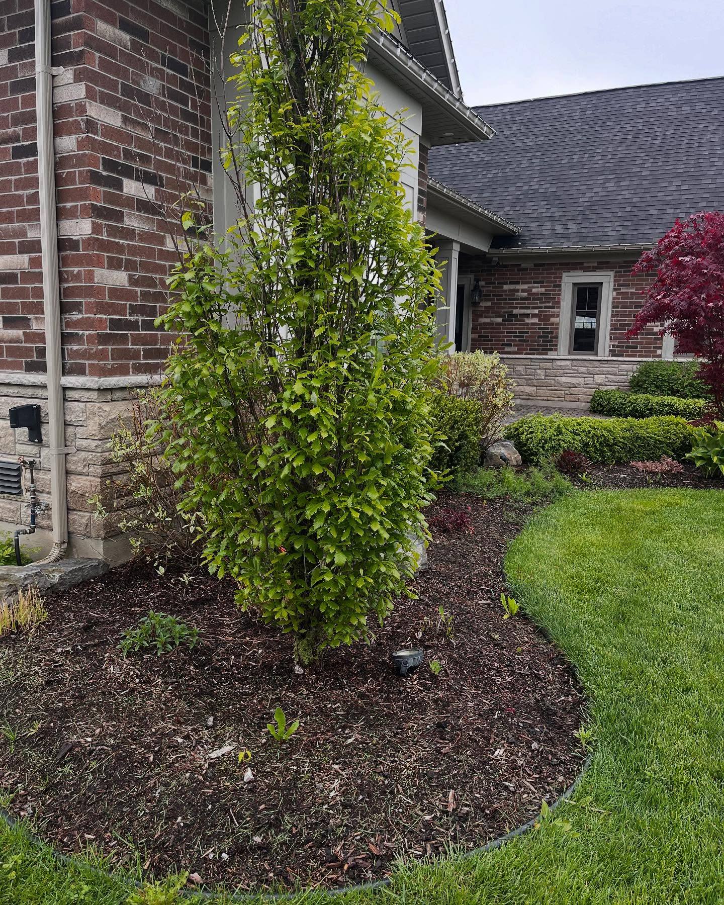 Completed a full garden bed refresh today with 8 yards of premium brown mulch.