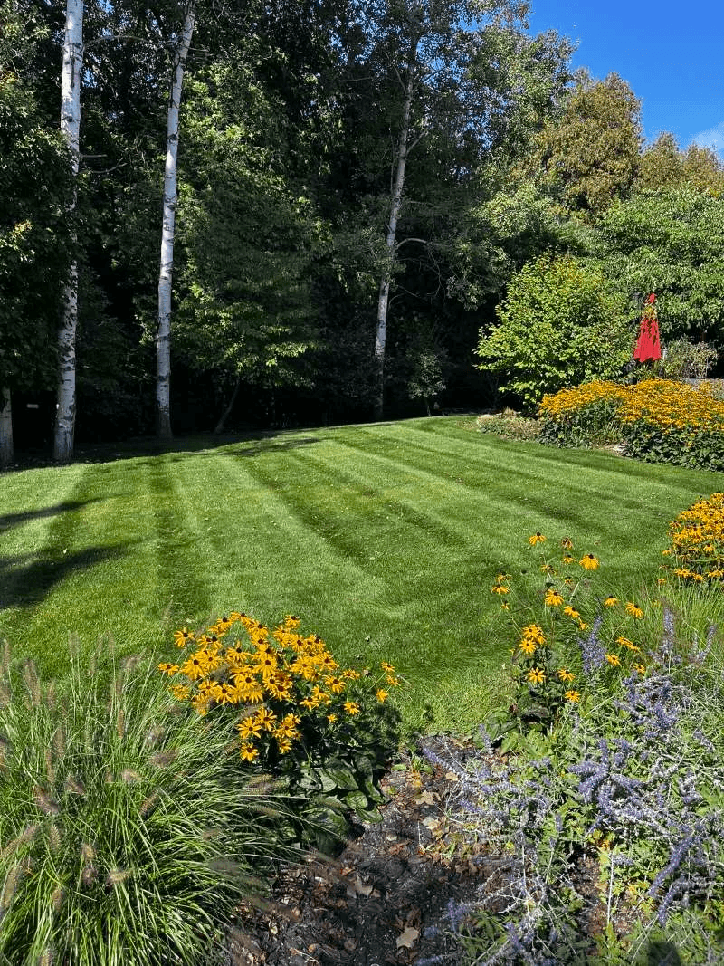 Healthy, freshly cut residential lawn in Bowmanville