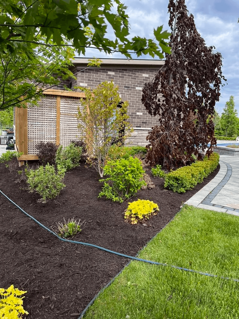 Thorough garden bed de-weeding and cleanup for an estate yard in Courtice