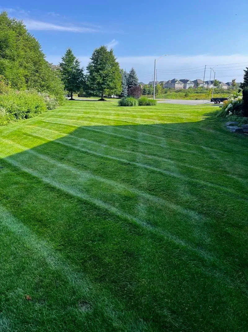 Weekly lawn cutting service for a suburban property in Whitby