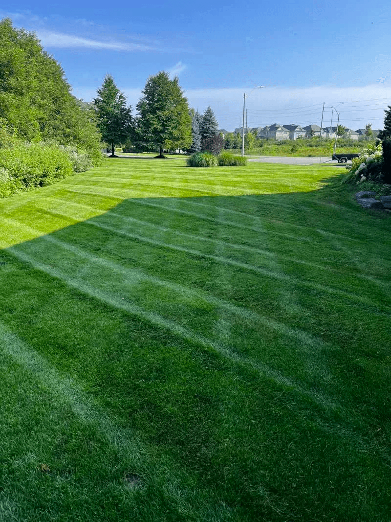Weekly lawn cutting service for a suburban property in Whitby