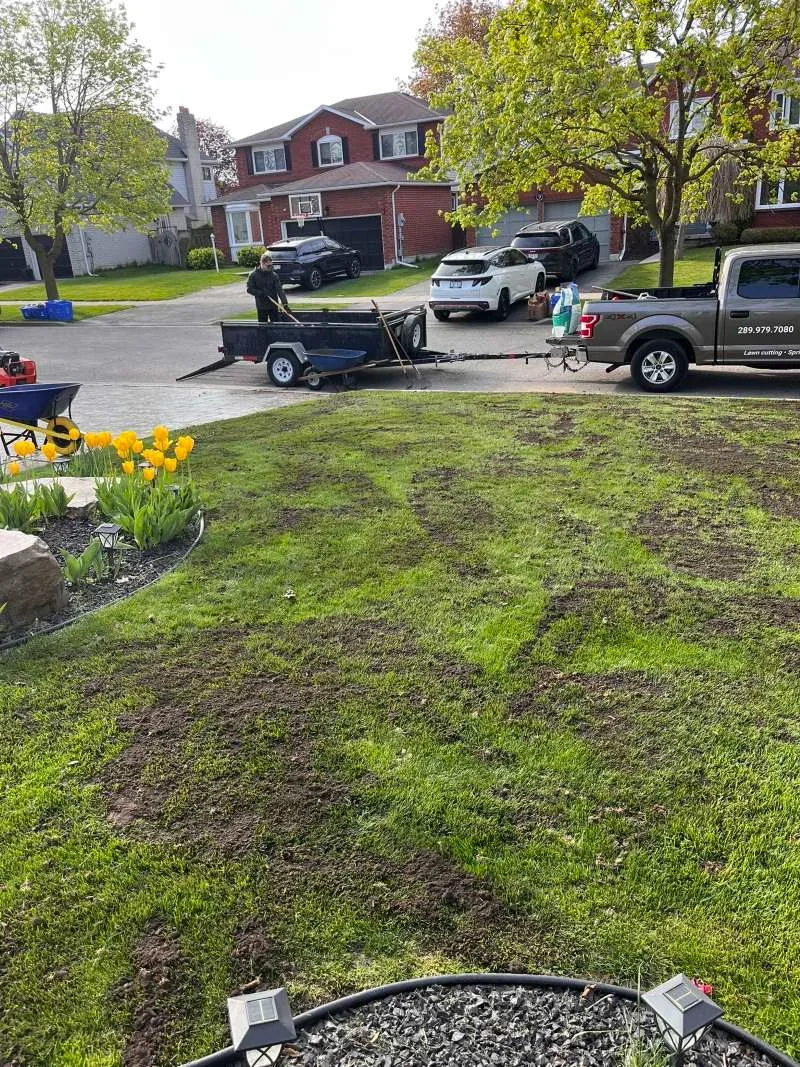 Lawn renovation in Whitby — aeration, overseeding and top dressing