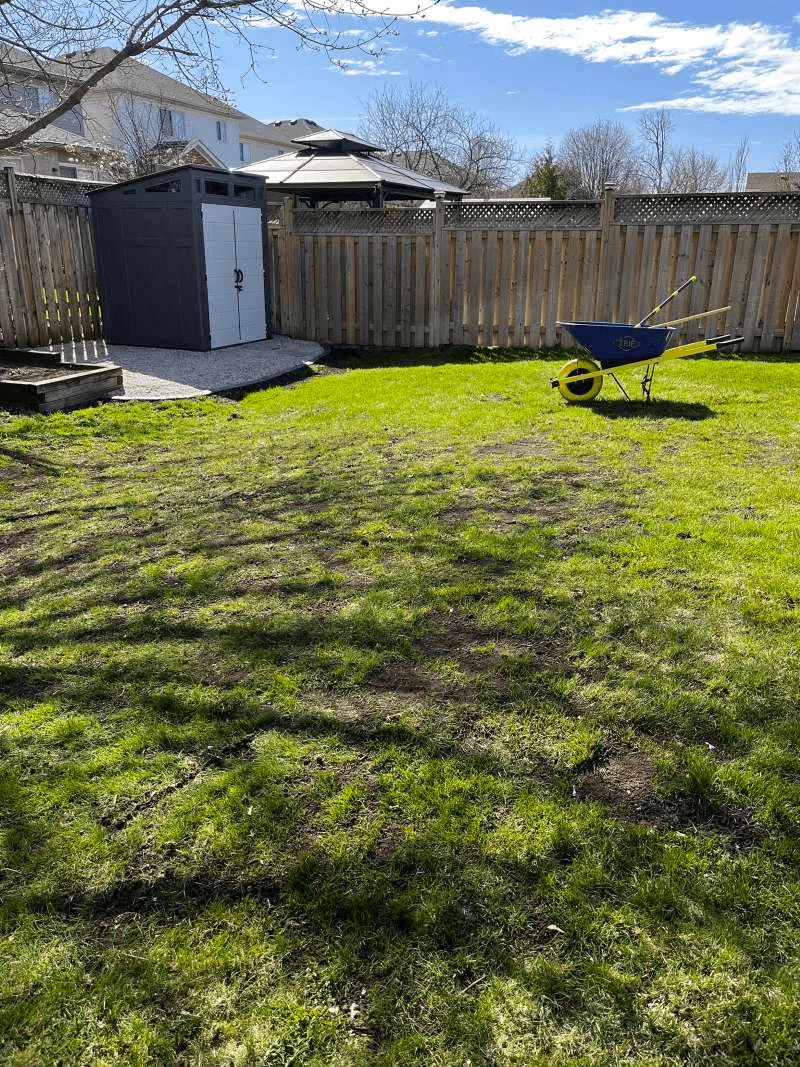 Top dressing in Courtice, leveling the lawn and targeting low and bare spots